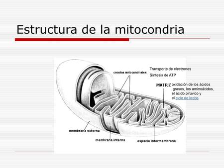Estructura de la mitocondria