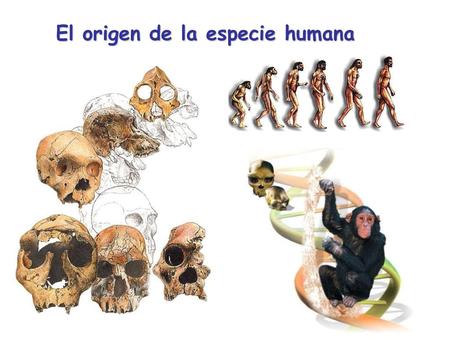 El origen de la especie humana