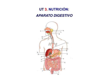 UT 3. NUTRICIÓN: APARATO DIGESTIVO