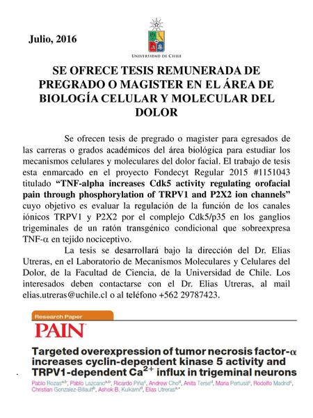 Julio, 2016 se OFRECE Tesis Remunerada de pregrado o Magister en el área de Biología CELULAR Y MOLECULAR DEL DOLOR Se ofrecen tesis de pregrado o magister.
