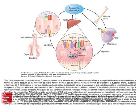 Vías de la homeostasis normal del hierro