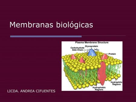 Membranas biológicas LICDA. ANDREA CIFUENTES.