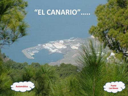 “EL CANARIO”….. Automático Puerto Las Nieves.