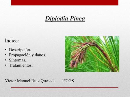 Diplodia Pinea Índice: Descripción. Propagación y daños. Síntomas.