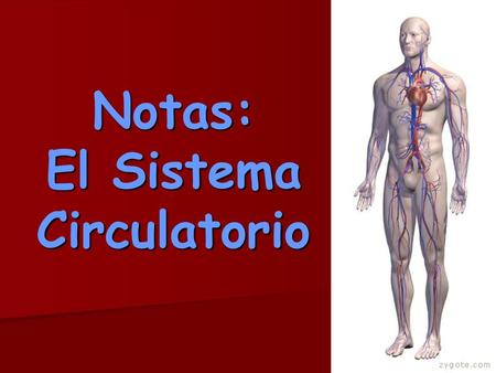 Notas: El Sistema Circulatorio
