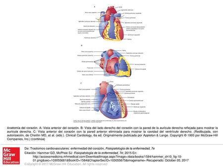 Anatomía del corazón. A: Vista anterior del corazón
