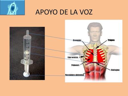 APOYO DE LA VOZ.