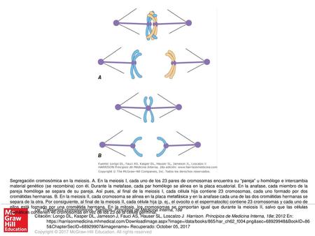 Segregación cromosómica en la meiosis. A
