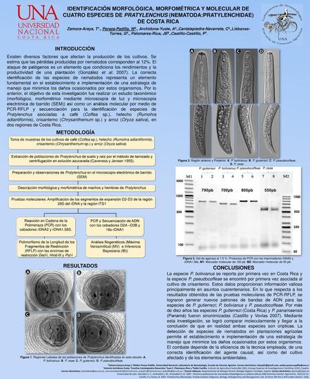 PCR y Secuenciación de ADN con los cebadores D2A –D3B y 18s-rDNA1