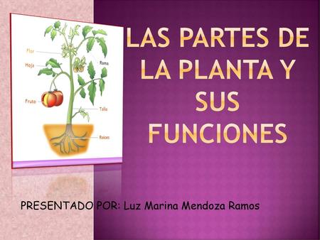 LAS PARTES DE LA PLANTA Y SUS FUNCIONES