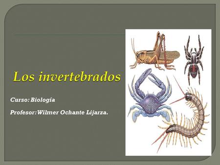 Los invertebrados Curso: Biología Profesor: Wilmer Ochante Lijarza.
