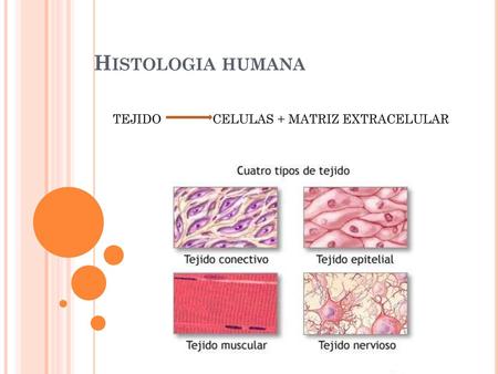 Histologia humana TEJIDO 	CELULAS + MATRIZ EXTRACELULAR.