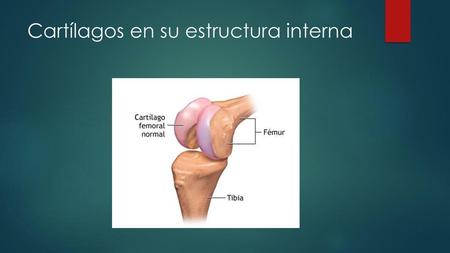 Cartílagos en su estructura interna