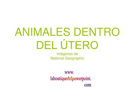 ANIMALES DENTRO DEL ÚTERO Imágenes de National Geographic