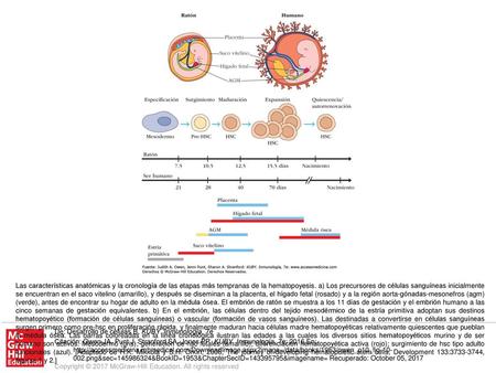 Las características anatómicas y la cronología de las etapas más tempranas de la hematopoyesis. a) Los precursores de células sanguíneas inicialmente se.