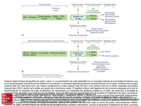 Factores determinantes del equilibrio de sodio y agua. A