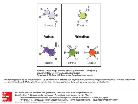 Bases nitrogenadas de los ácidos nucleicos