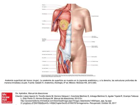 Anatomía superficial del tronco (mujer)