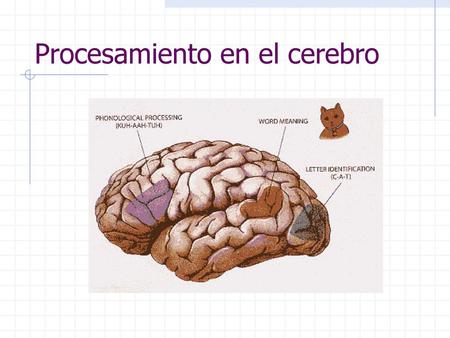 Procesamiento en el cerebro