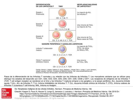 Pasos de la diferenciación de los linfocitos T normales y su relación con los linfomas de linfocitos T. Los marcadores celulares que se utilizan para distinguir.