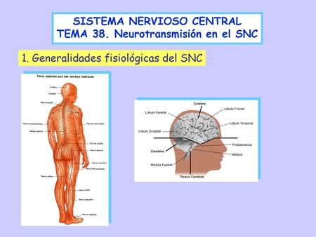 SISTEMA NERVIOSO CENTRAL TEMA 38. Neurotransmisión en el SNC