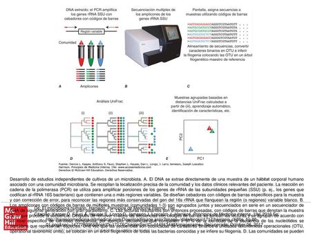 Desarrollo de estudios independientes de cultivos de un microbiota. A