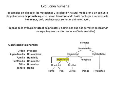 Evolución humana los cambios en el medio, las mutaciones y la selección natural modelaron a un conjunto de poblaciones de primates que se fueron transformando.