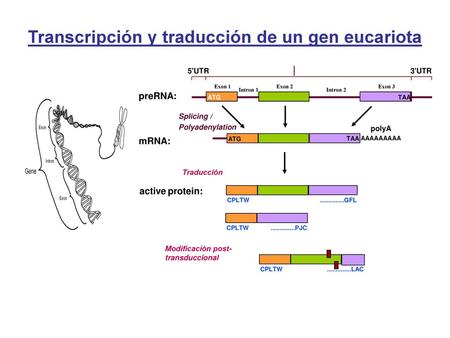 Transcripción y traducción de un gen eucariota