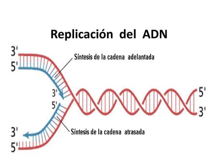 Replicación del ADN.