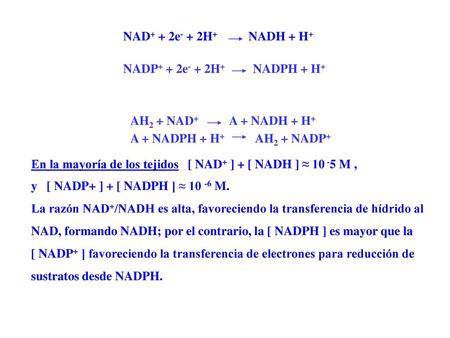 NAD+ + 2e- + 2H NADH + H+ NADP+ + 2e- + 2H NADPH + H+