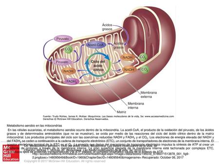 En las células eucariotas, el metabolismo aerobio ocurre dentro de la mitocondria. La acetil-CoA, el producto de la oxidación del piruvato, de los ácidos.
