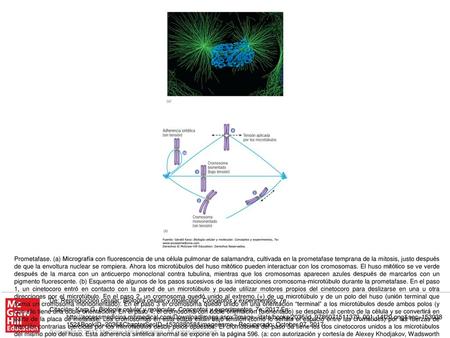 Prometafase. (a) Micrografía con fluorescencia de una célula pulmonar de salamandra, cultivada en la prometafase temprana de la mitosis, justo después.