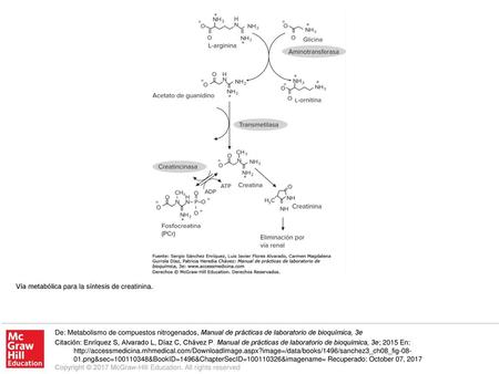 Vía metabólica para la síntesis de creatinina.