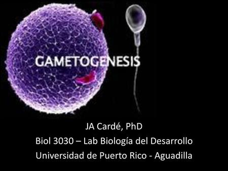 Biol 3030 – Lab Biología del Desarrollo