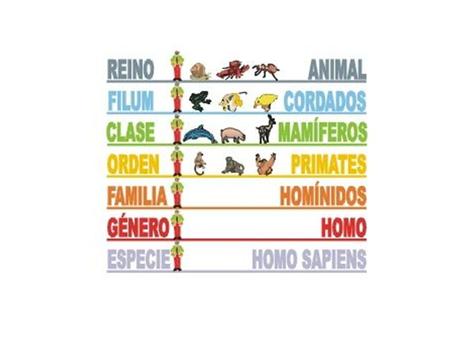 ¿Qué implica ser primate? ¿Quiénes son primates?