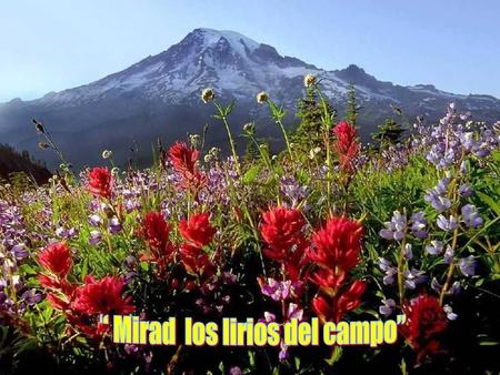“ Mirad los lirios del campo”