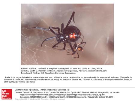 Araña viuda negra (Latrodectus mactans) con una cría