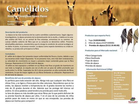 Camélidos Nombre Científico: Lama Pacos Nombre común: Alpaca