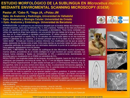 ESTUDIO MORFOLÓGICO DE LA SUBLINGUA EN Microcebus murinus MEDIANTE ENVIROMENTAL SCANNING MICROSCOPY (ESEM)  Pastor JF, *Cabo R, *Vega JA, +Potau.
