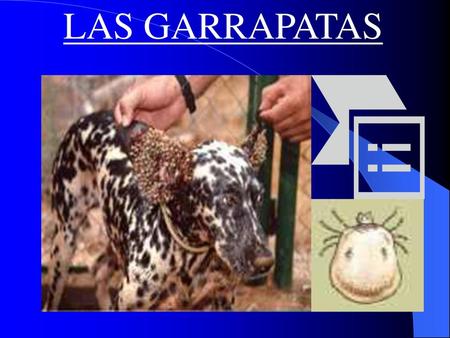 LAS GARRAPATAS.