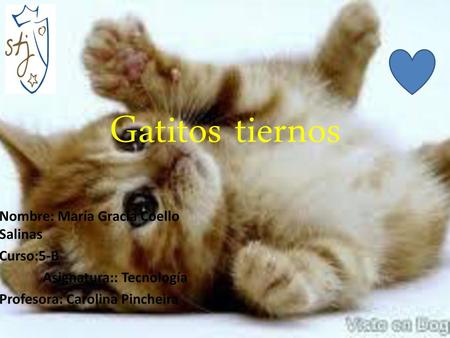 Gatitos tiernos Nombre: María Gracia Coello Salinas Curso:5-B