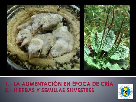 1.- LA ALIMENTACIÓN EN ÉPOCA DE CRÍA