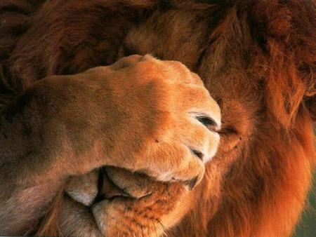Kevin Richardson Kevin Richardson ha logrado establecer un increíble vínculo de confianza con los grandes felinos; sean chitas, leopardos.
