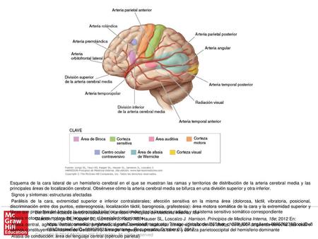 Parálisis de la mirada conjugada hacia el lado opuesto: campo contraversivo frontal o sus fibras de proyección De: Enfermedades cerebrovasculares, Harrison.