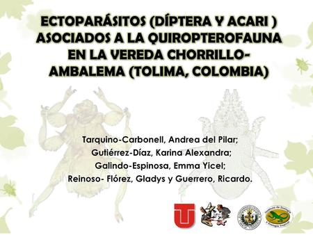 ECTOPARÁSITOS (DÍPTERA Y ACARI ) ASOCIADOS A LA QUIROPTEROFAUNA EN LA VEREDA CHORRILLO- AMBALEMA (TOLIMA, COLOMBIA) Tarquino-Carbonell, Andrea del Pilar;