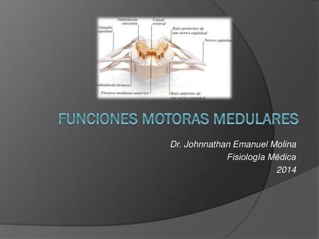 Funciones Motoras Medulares