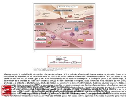 Vías que regulan la relajación del músculo liso y la erección del pene