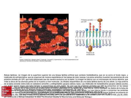 Balsas lipídicas. (a) Imagen de la superficie superior de una bicapa lipídica artificial que contiene fosfatidilcolina, que se ve como el fondo negro,