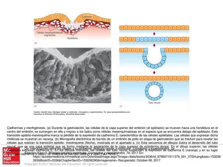 Cadherinas y morfogénesis