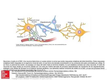 Neuronas y la glía en el SNC